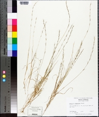 Aristida longespica image