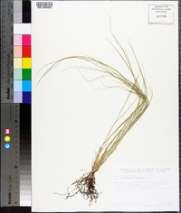 Aristida oligantha image