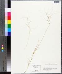 Aristida oligantha image