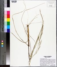 Aristida purpurascens image