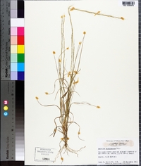 Aristida purpurascens image