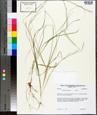 Aristida purpurascens image