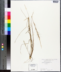 Aristida purpurascens image