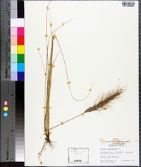 Aristida spiciformis image