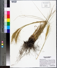 Aristida spiciformis image