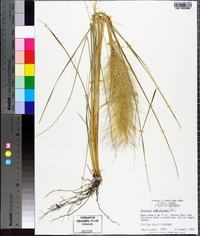 Aristida spiciformis image