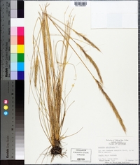 Aristida spiciformis image