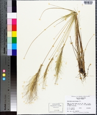 Aristida spiciformis image