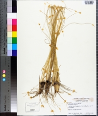 Aristida stricta image