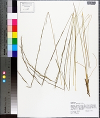 Aristida stricta image