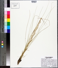 Aristida stricta image