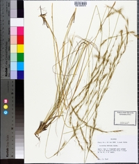 Aristida stricta image