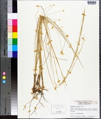 Aristida stricta image