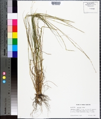 Aristida stricta image