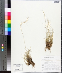 Aristida purpurea var. nealleyi image