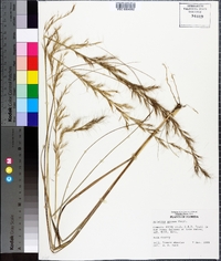 Aristida gyrans image