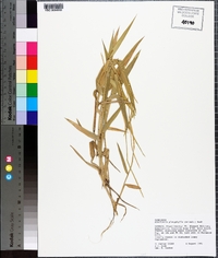 Urochloa platyphylla image