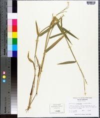 Urochloa platyphylla image