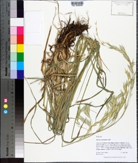 Bromus catharticus image