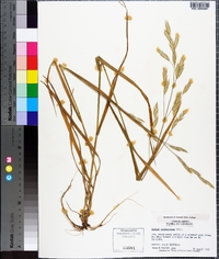 Bromus catharticus image