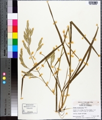 Bromus catharticus image