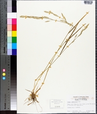 Bromus catharticus image