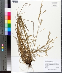 Bromus commutatus image