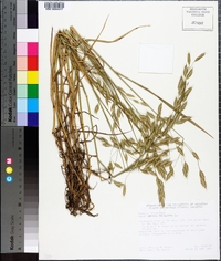 Bromus secalinus image