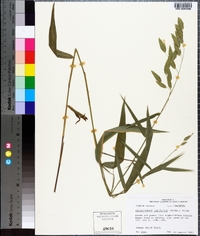 Chasmanthium latifolium image