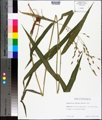 Chasmanthium latifolium image