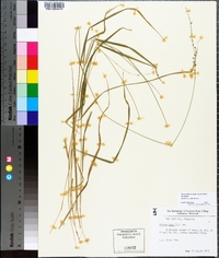 Chasmanthium laxum image