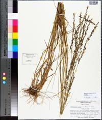 Chasmanthium laxum image