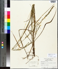 Chasmanthium laxum image