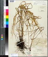 Chasmanthium laxum image