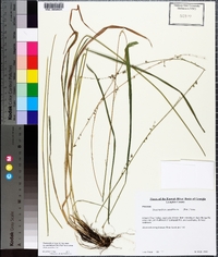 Chasmanthium sessiliflorum image