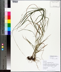 Chasmanthium sessiliflorum image