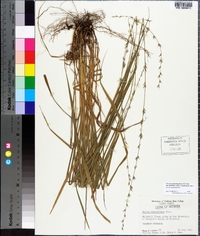 Chasmanthium sessiliflorum image