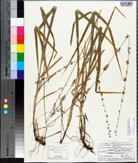 Chasmanthium sessiliflorum image