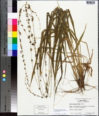 Chasmanthium sessiliflorum image