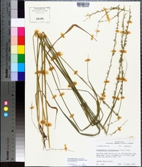 Chasmanthium sessiliflorum image