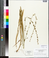 Chasmanthium sessiliflorum image