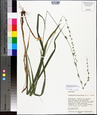 Chasmanthium sessiliflorum image