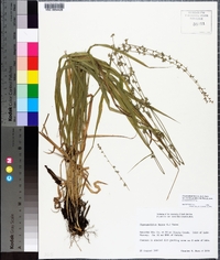 Chasmanthium sessiliflorum image