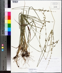 Chasmanthium sessiliflorum image