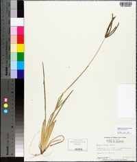 Eustachys petraea image