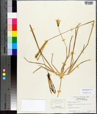 Eustachys petraea image