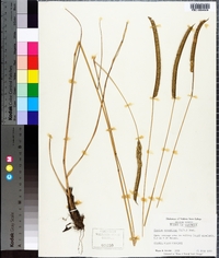 Ctenium aromaticum image