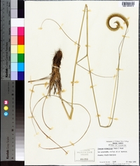 Ctenium aromaticum image