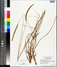 Ctenium aromaticum image