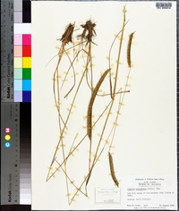 Ctenium aromaticum image